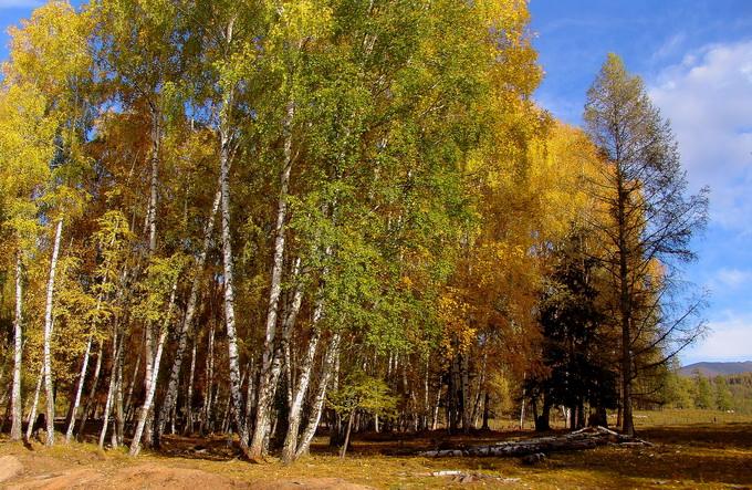 桦树叶和种子可作为化妆品生产原料了