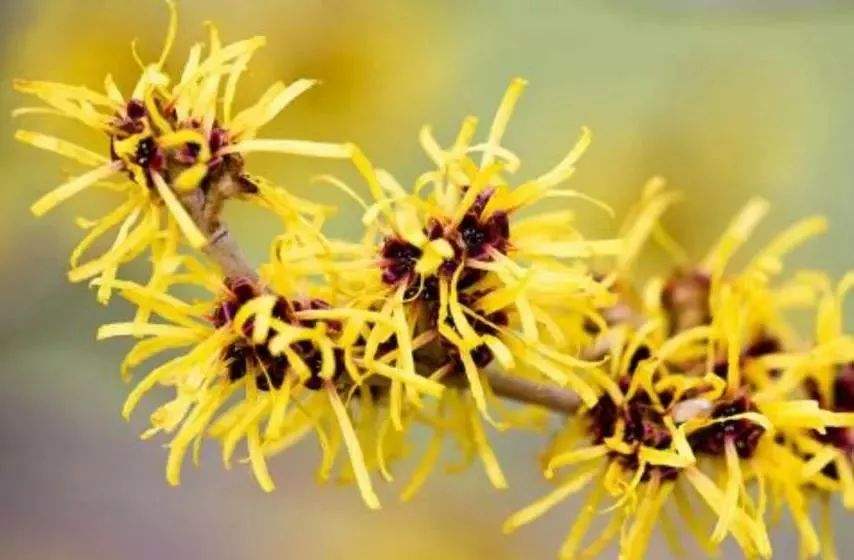 北美金缕梅提取物对皮肤的作用与功效有哪些？