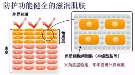 神经酰胺的屏障防护作用